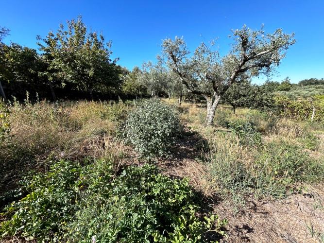 Image No.18-Maison de village de 1 chambre à vendre à Pedrógão Pequeno