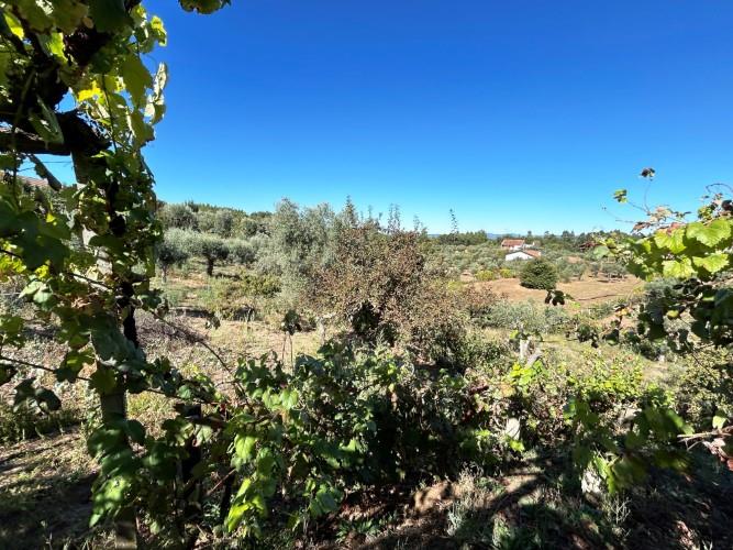 Image No.22-Maison de village de 1 chambre à vendre à Pedrógão Pequeno