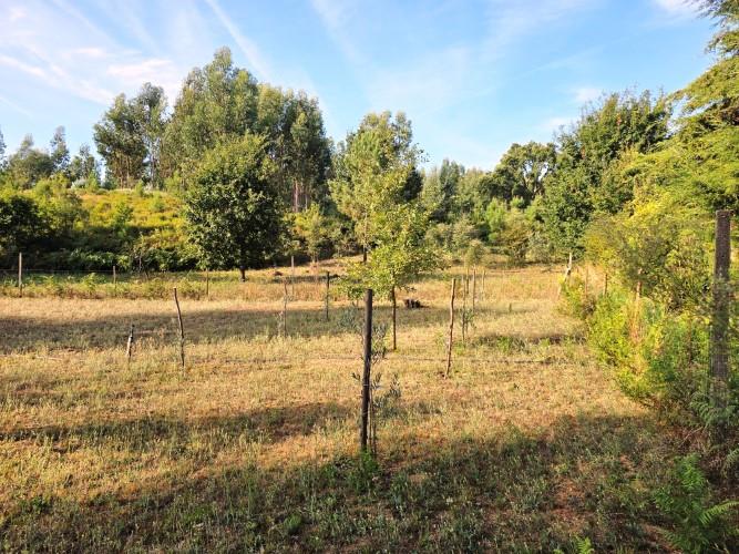 Image No.33-Terre de 4 chambres à vendre à Pedrógão Grande