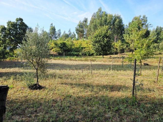 Image No.34-Terre de 4 chambres à vendre à Pedrógão Grande