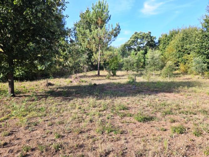 Image No.36-Terre de 4 chambres à vendre à Pedrógão Grande