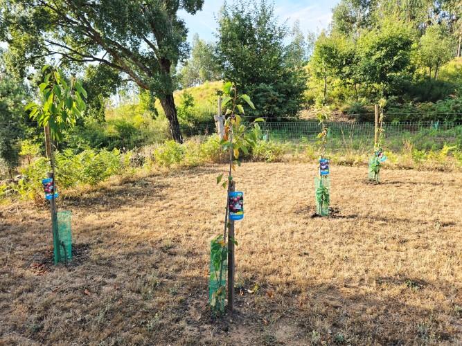 Image No.37-Terre de 4 chambres à vendre à Pedrógão Grande