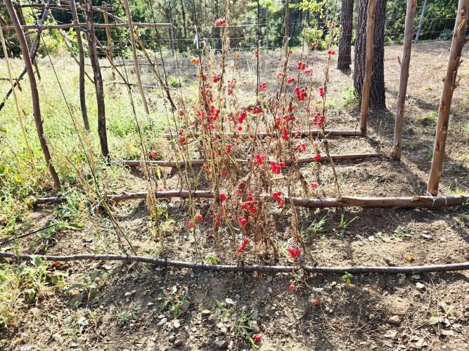 Image No.42-Terre de 4 chambres à vendre à Pedrógão Grande