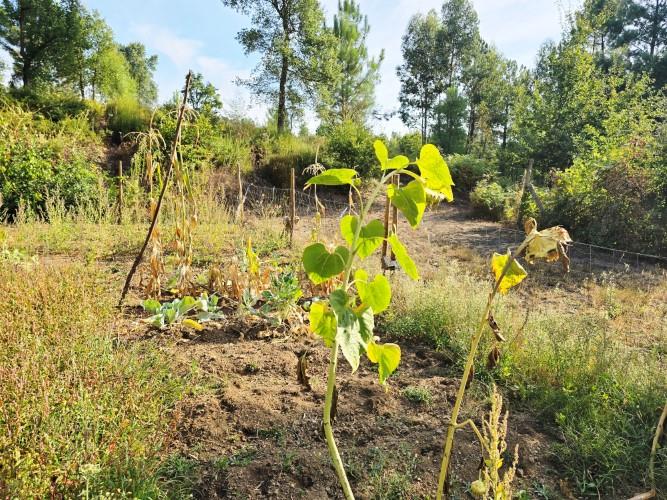 Image No.43-Terre de 4 chambres à vendre à Pedrógão Grande