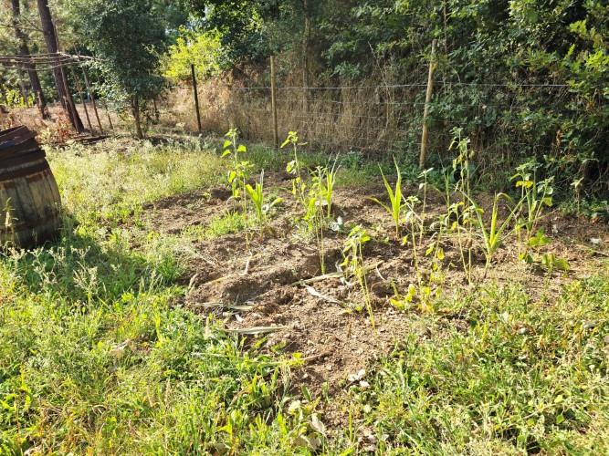 Image No.44-Terre de 4 chambres à vendre à Pedrógão Grande