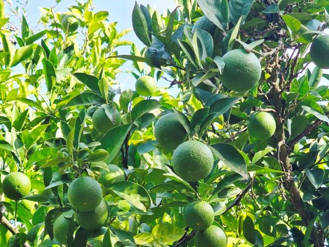 Image No.48-Terre de 4 chambres à vendre à Pedrógão Grande