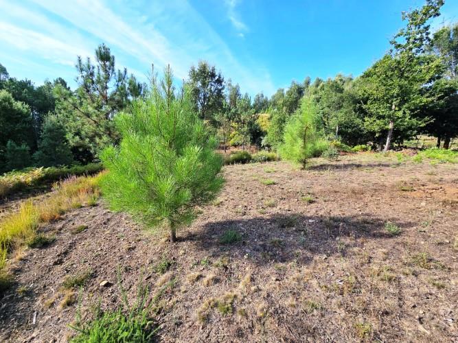 Image No.49-Terre de 4 chambres à vendre à Pedrógão Grande