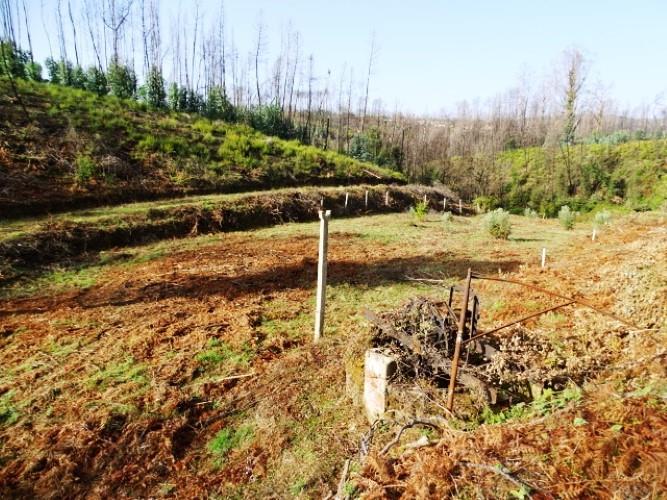 Image No.2-Terre à vendre à Pedrógão Grande