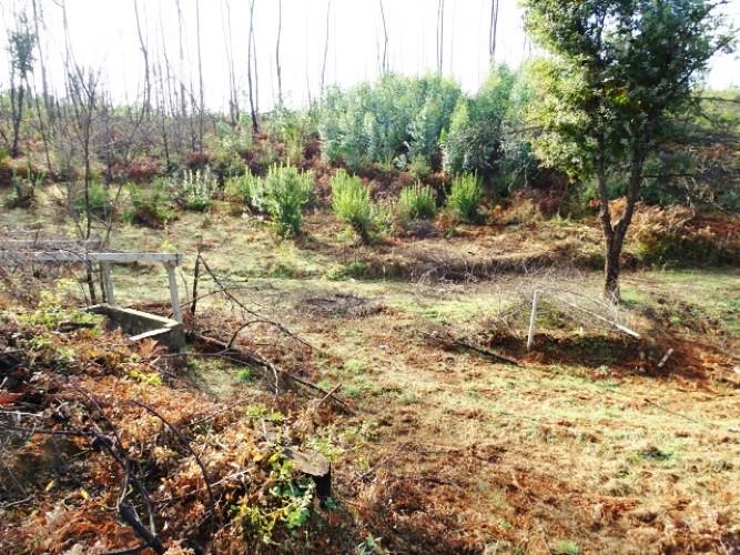 Image No.3-Terre à vendre à Pedrógão Grande