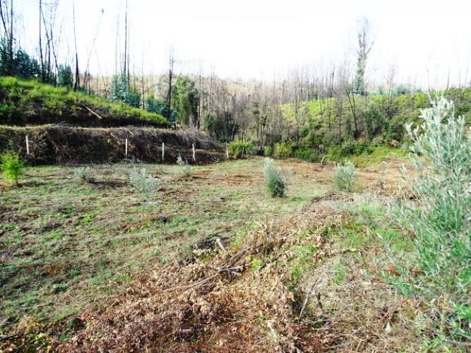 Image No.5-Terre à vendre à Pedrógão Grande