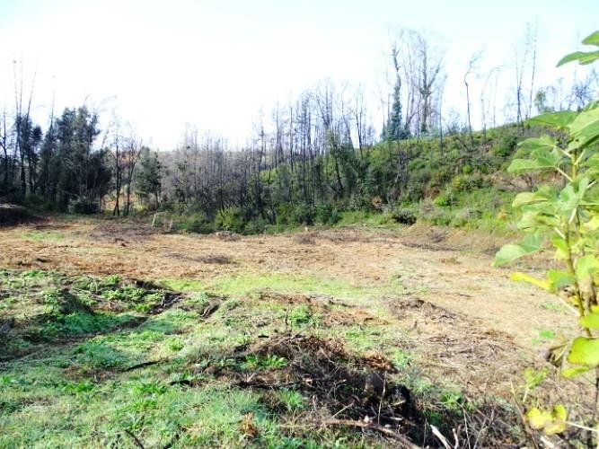 Image No.6-Terre à vendre à Pedrógão Grande