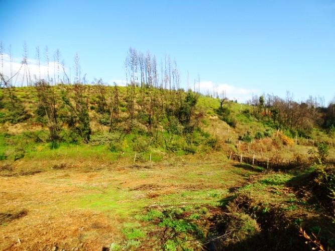 Image No.9-Terre à vendre à Pedrógão Grande