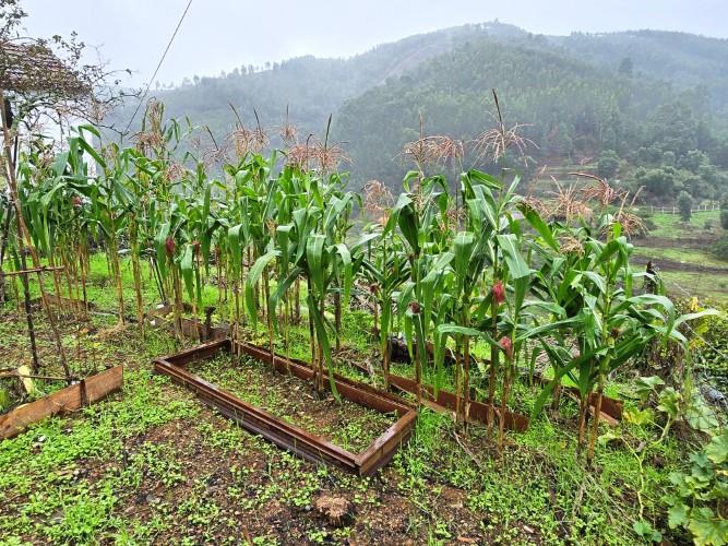 Image No.11-Maison de village de 2 chambres à vendre à Pampilhosa da Serra