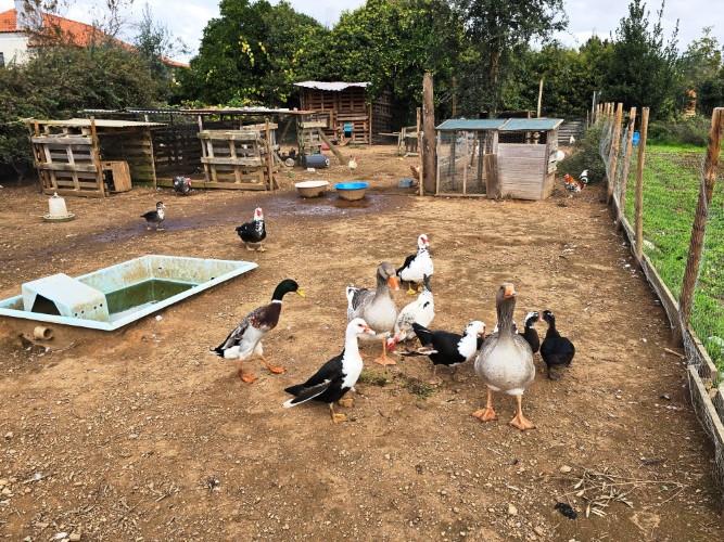 Image No.16-Farmhouse for sale