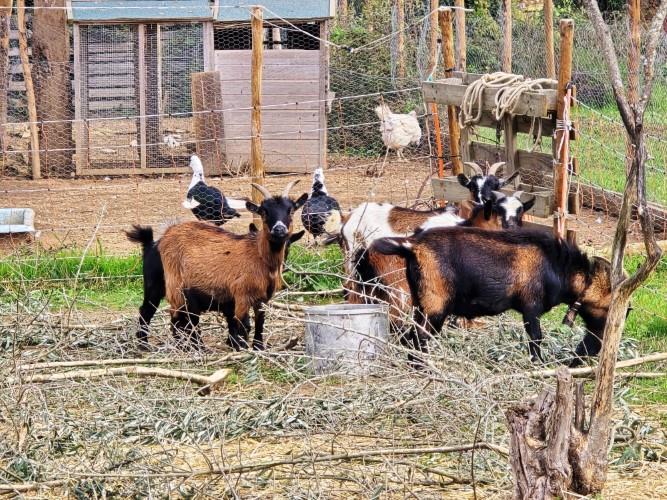 Image No.17-Farmhouse for sale