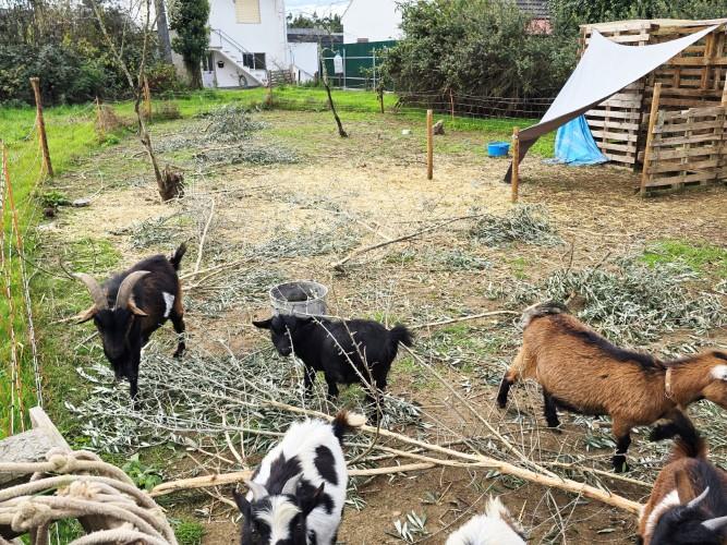 Image No.18-Farmhouse for sale