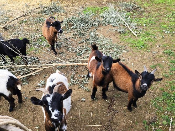 Image No.19-Farmhouse for sale