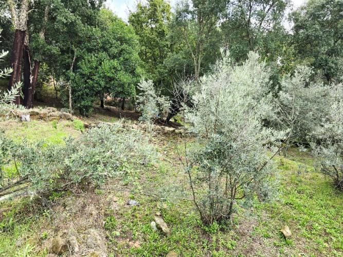 Image No.59-Maison de campagne de 4 chambres à vendre à Álvares