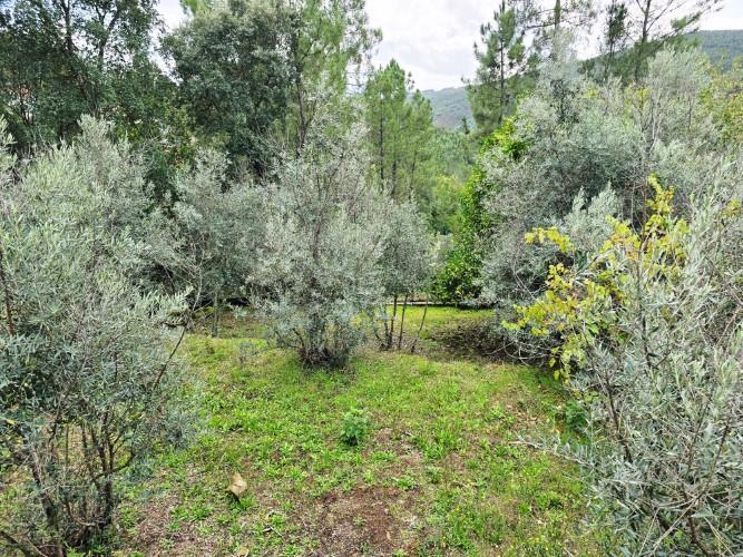 Image No.60-Maison de campagne de 4 chambres à vendre à Álvares