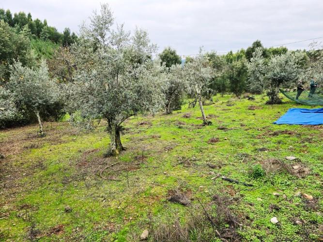 Image No.57-Maison de village de 4 chambres à vendre à Góis