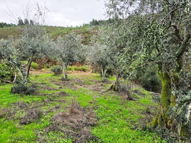 Image No.58-Maison de village de 4 chambres à vendre à Góis