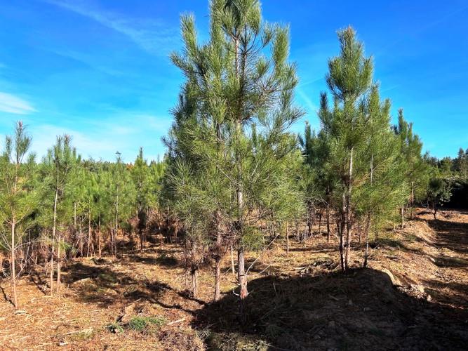 Image No.13-Terre à vendre à Góis