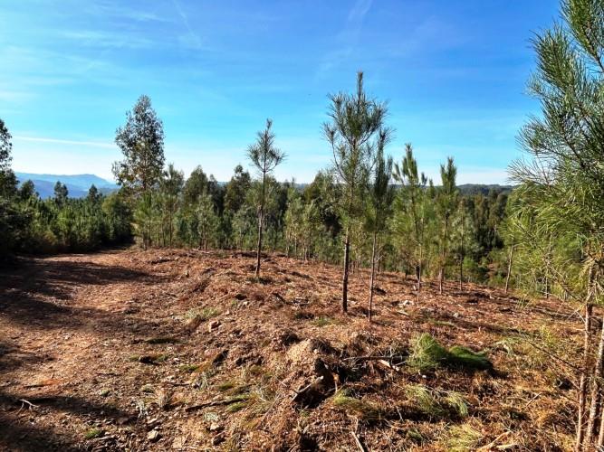 Image No.14-Terre à vendre à Góis