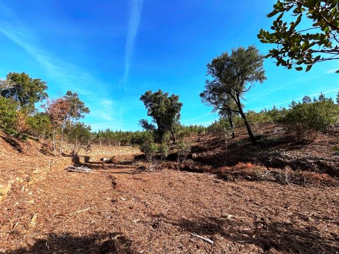 Image No.19-Terre à vendre à Góis