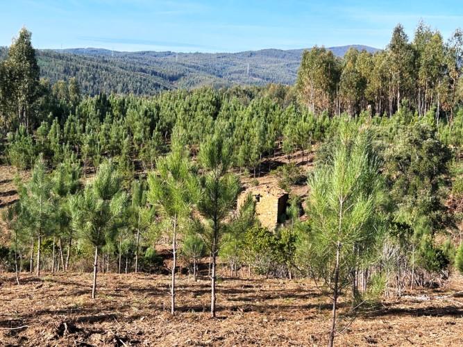 Image No.21-Terre à vendre à Góis