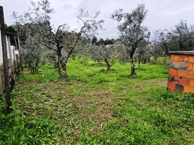 Image No.6-Terre à vendre à Pedrógão Grande