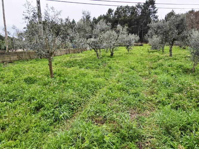 Image No.7-Terre à vendre à Pedrógão Grande