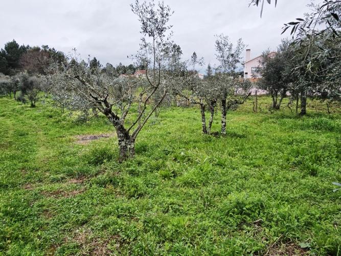 Image No.8-Terre à vendre à Pedrógão Grande