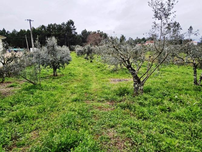 Image No.9-Terre à vendre à Pedrógão Grande