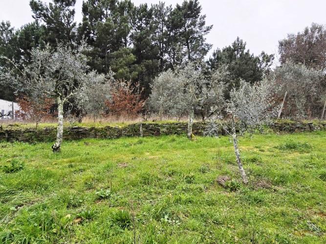 Image No.11-Terre à vendre à Pedrógão Grande