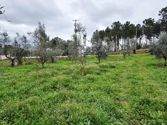 Image No.12-Terre à vendre à Pedrógão Grande