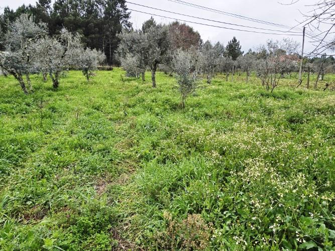 Image No.13-Terre à vendre à Pedrógão Grande