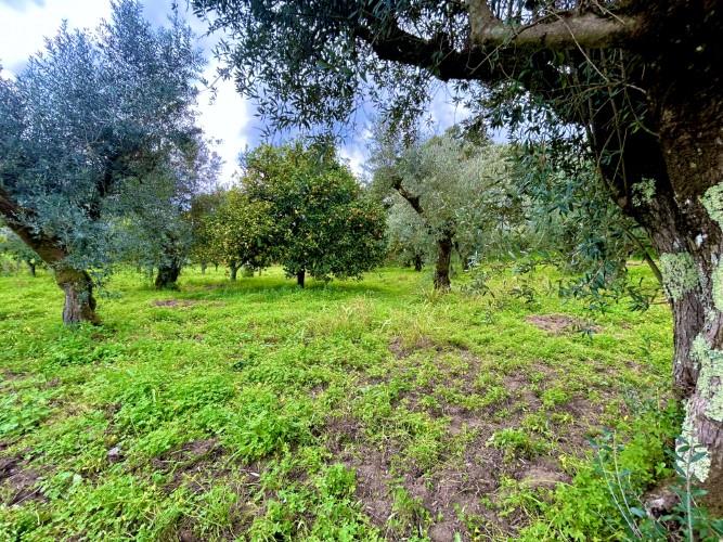 Image No.5-Plot for sale