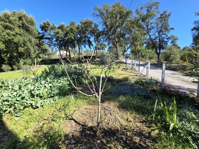 Image No.6-Terrain à vendre à Pedrógão Pequeno