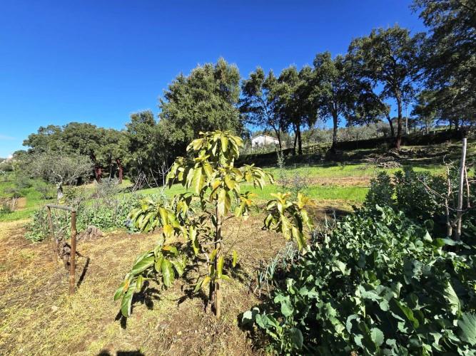 Image No.7-Terrain à vendre à Pedrógão Pequeno