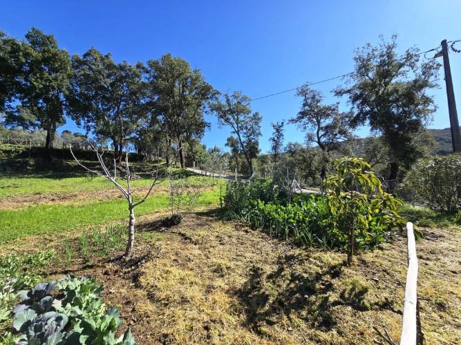 Image No.8-Terrain à vendre à Pedrógão Pequeno