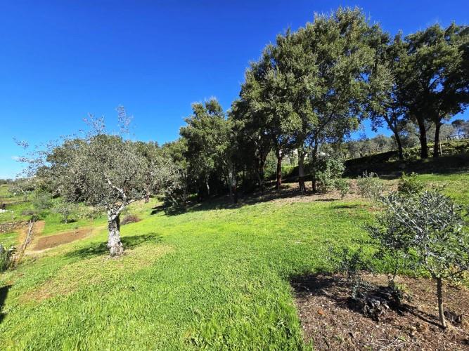 Image No.9-Terrain à vendre à Pedrógão Pequeno