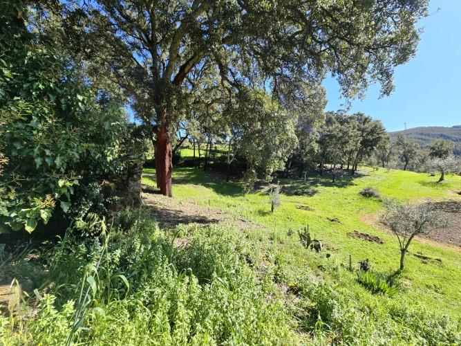 Image No.13-Terrain à vendre à Pedrógão Pequeno