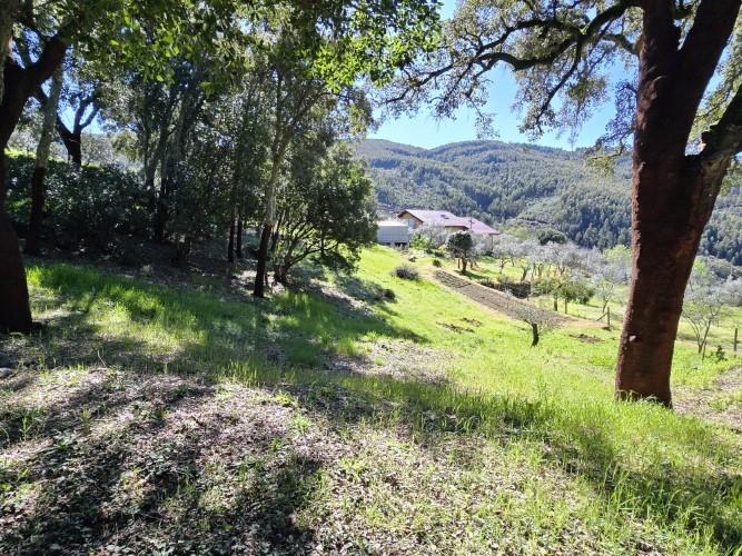 Image No.17-Terrain à vendre à Pedrógão Pequeno