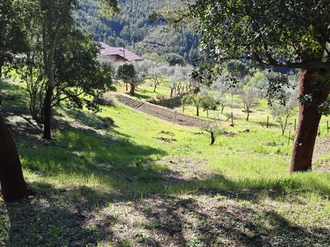 Image No.18-Terrain à vendre à Pedrógão Pequeno