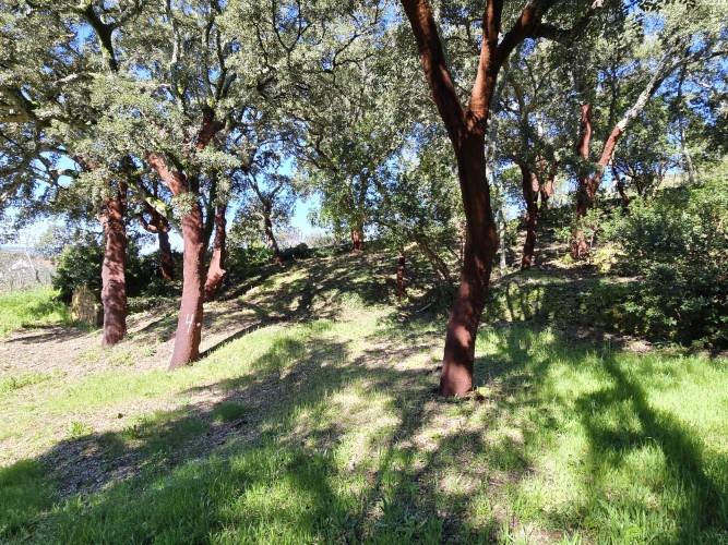 Image No.20-Terrain à vendre à Pedrógão Pequeno