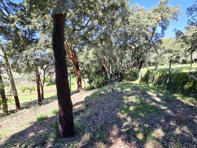 Image No.21-Terrain à vendre à Pedrógão Pequeno