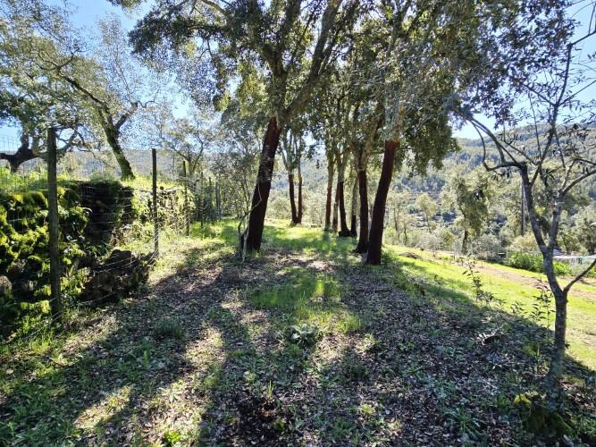 Image No.22-Terrain à vendre à Pedrógão Pequeno