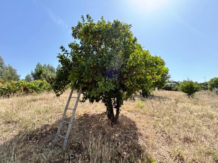 Image No.8-Farmhouse for sale