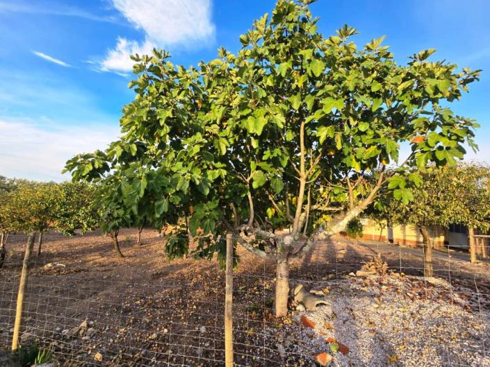 Image No.8-Land for sale