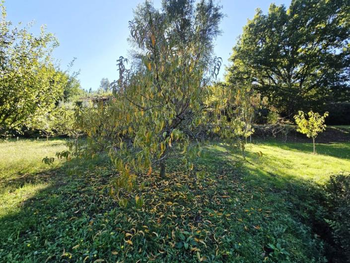Image No.40-Ferme de 1 chambre à vendre à Pedrógão Grande